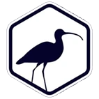 Curlews