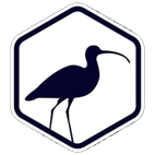 Curlews